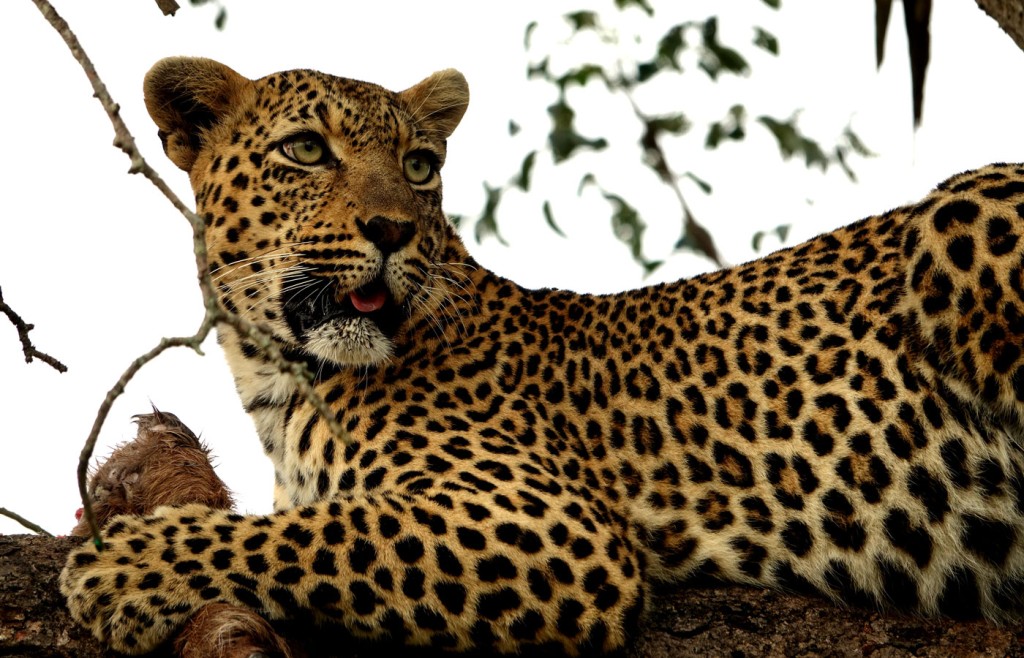 Leopard with Water Buck, Sabi Sand Private Game Reserve, South Africa