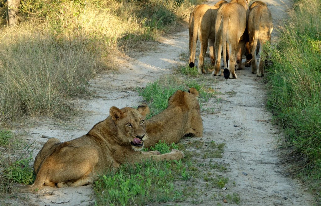 Lions, Sabi Sand Private Game Reserve, South Africa