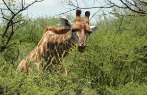 Madikwe Game Reserve, South Africa
