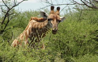 Madikwe Game Reserve, South Africa