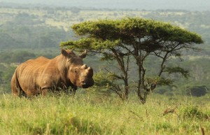 Rhino, KwaZulu Natal, South Africa
