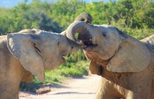 Elephant, Addo National Park, South Africa