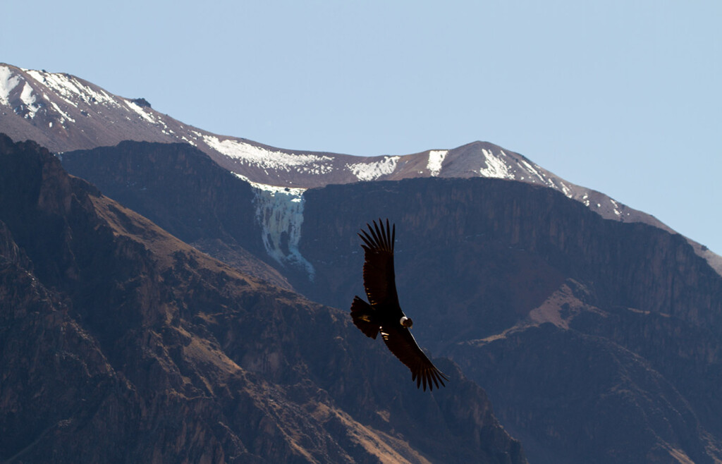 Condor at Colca Canyon, Peru