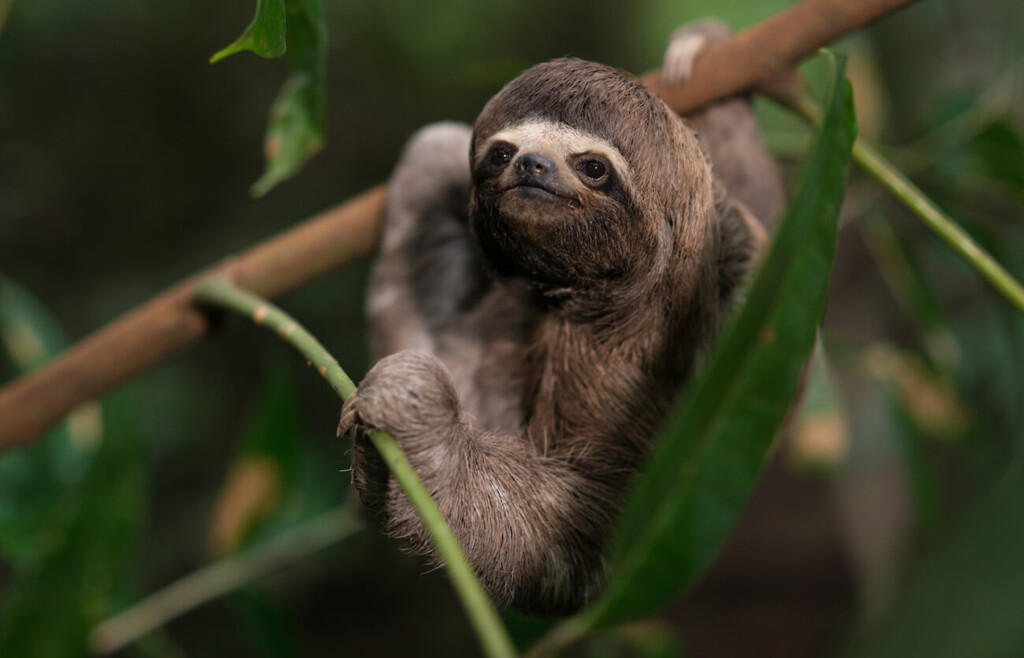 Three toed sloth, Delfin I Amazon cruise, Peru