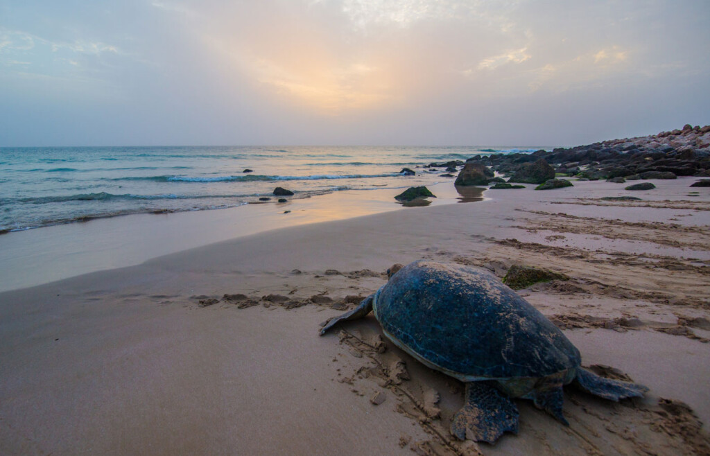 Turtle Oman luxury holiday