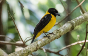 Black-throated Shrike-tanager, Guatemala