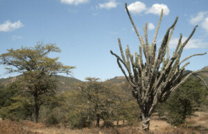 Dry Scrub Guatemala