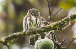 Guatemalan Pygmy Owl