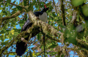 Horned Guan, Guatemala