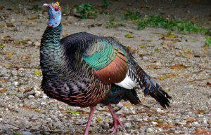 Ocellated Turkey, Guatemala
