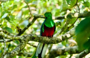 Quetzal Guatemala