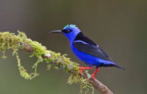 Red-legged Honeycreeper, Guatemala