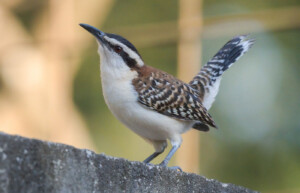 Rofous-naped Wren, Guatemala