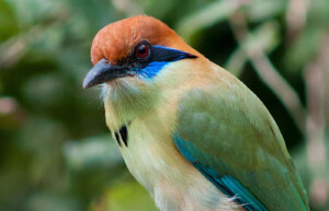 Russet-crowned Motmot, Guatemala