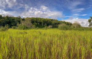 Savanna, Guatemala