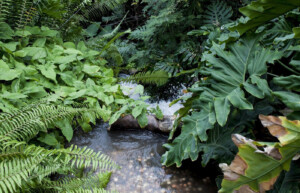 Tropical Rainforest, Guatemala