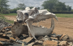 Hippo Skull, Loisaba conservancy, Kenya