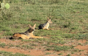 Jackals Loisaba conservancy, Kenya