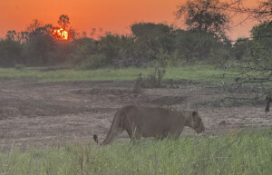 Lion at sunrise, Meru, Kenya