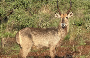 Waterbuck, Loisaba conservancy, Kenya