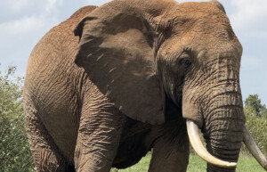 Elephant, Loisaba conservancy, Kenya