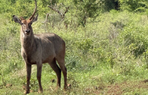 waterbuck, Meru, Kenya