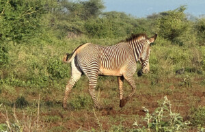 Grevys Zebra, Kenya