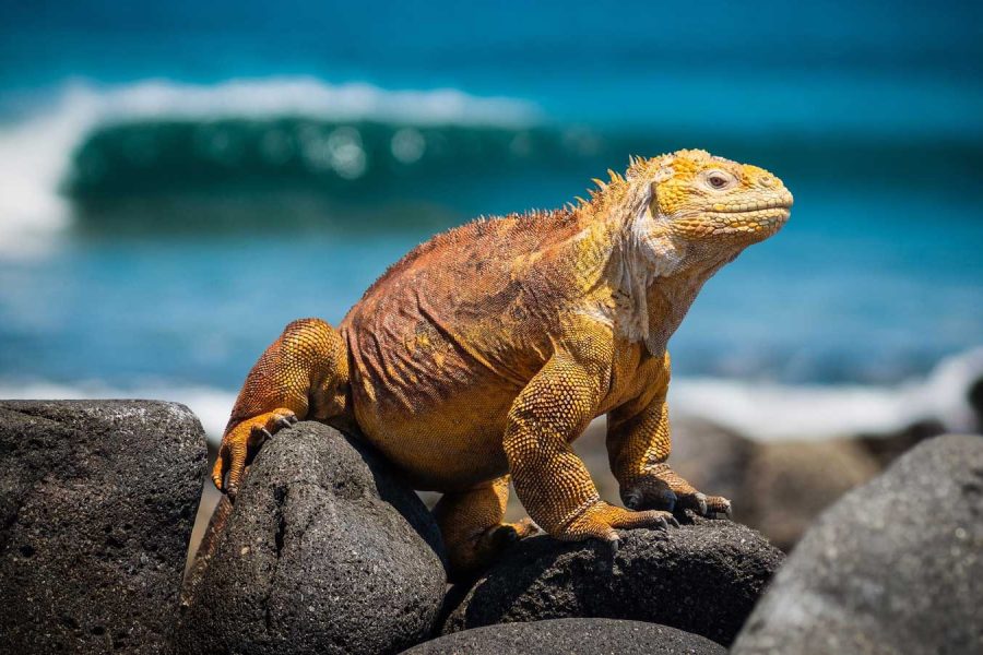Land Iguana - Galapagos Conservation Trust and Humboldt